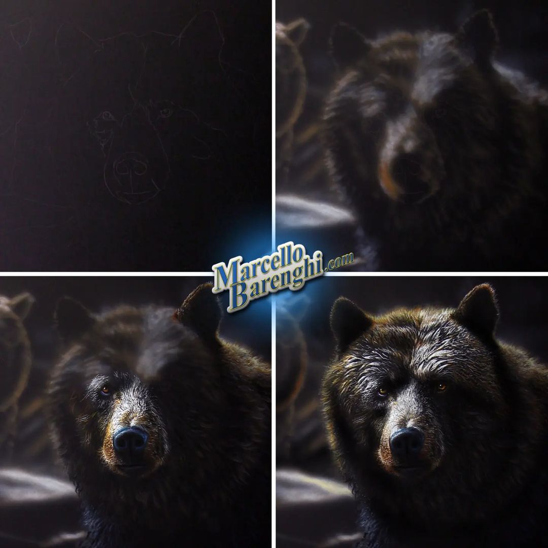 Marcellobarenghi@instagram On Pinno: Some Steps Of My New Drawing: Bear ...