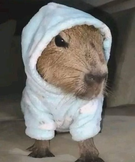 Cutestcapybarainstagram On Pinno The Capy Gang Salutes You