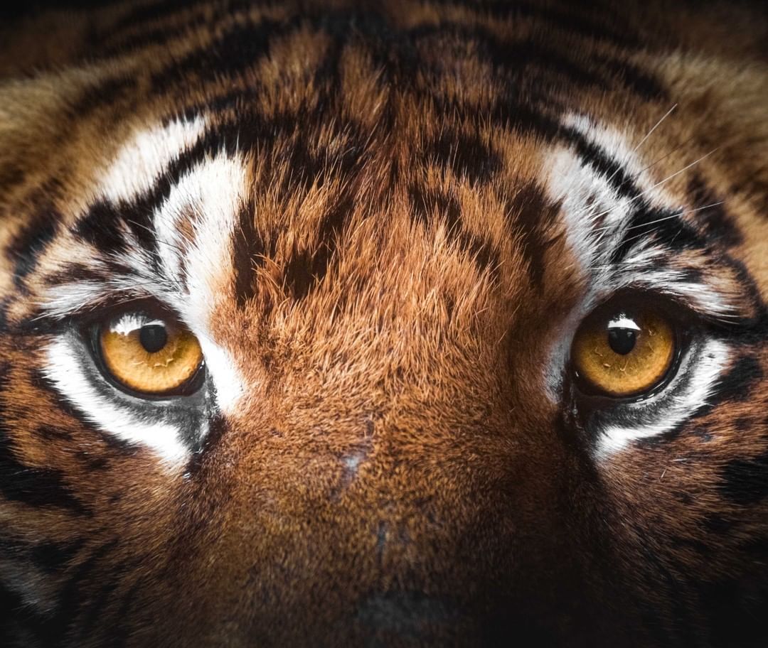animalplanet@instagram on Pinno: The eye of the tiger… Project . is...
