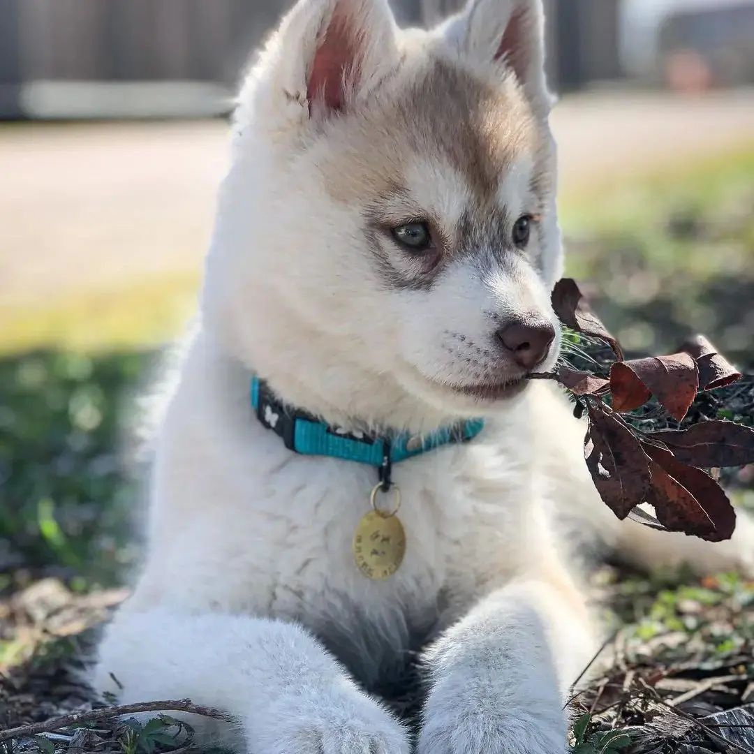 Husky Journal@instagram On Pinno: 𝙁𝙊𝙇𝙇𝙊𝙒 @husky Journal@instagram Use # 