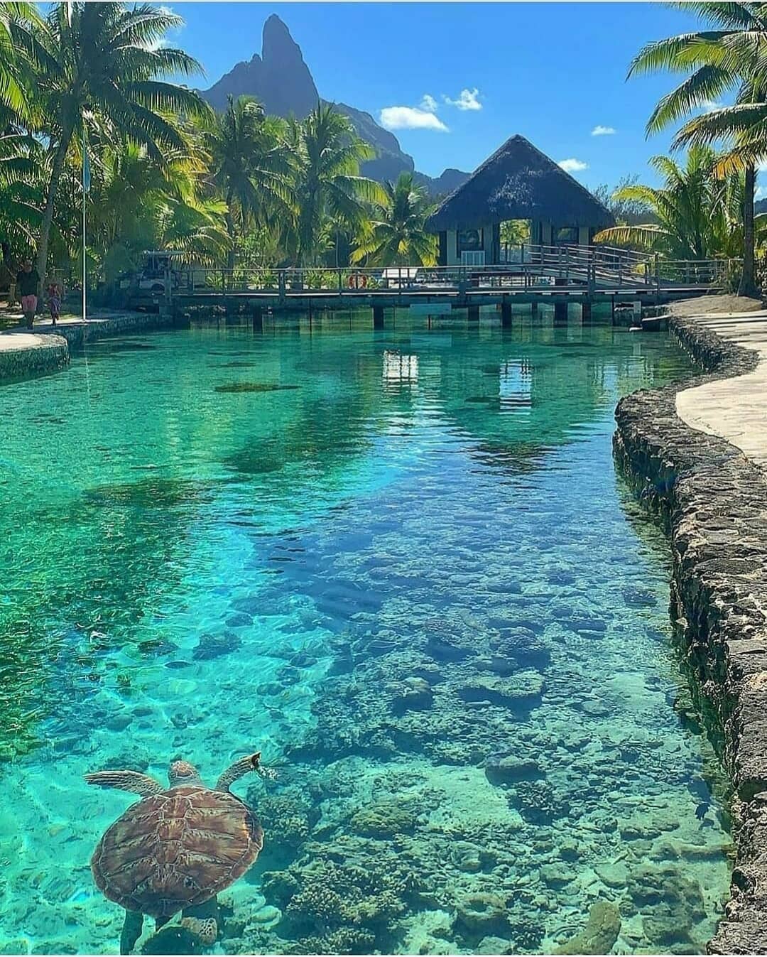 living-destinations-instagram-on-pinno-how-do-you-say-turtle-in-your