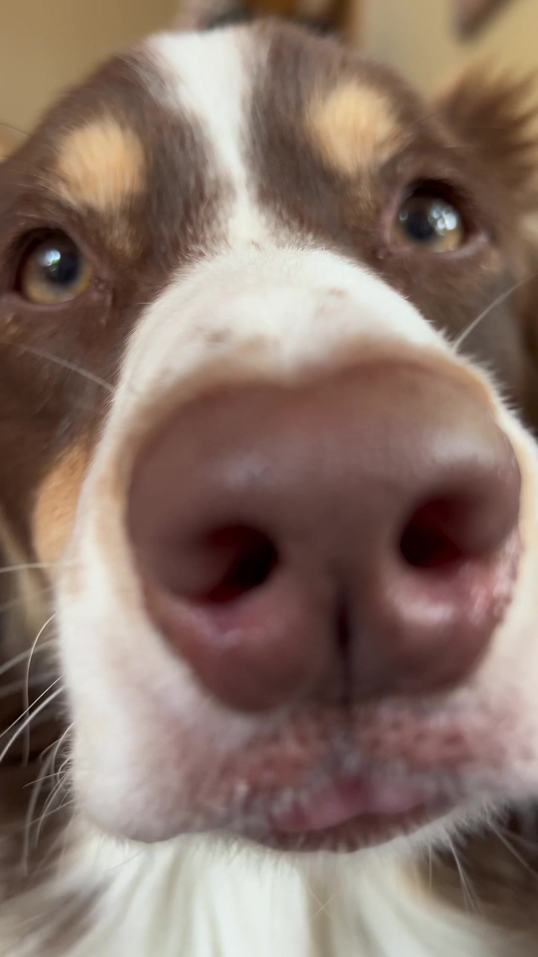 bananna_ktiktok on Pinno I didn’t pay the cheese tax and she’s he...