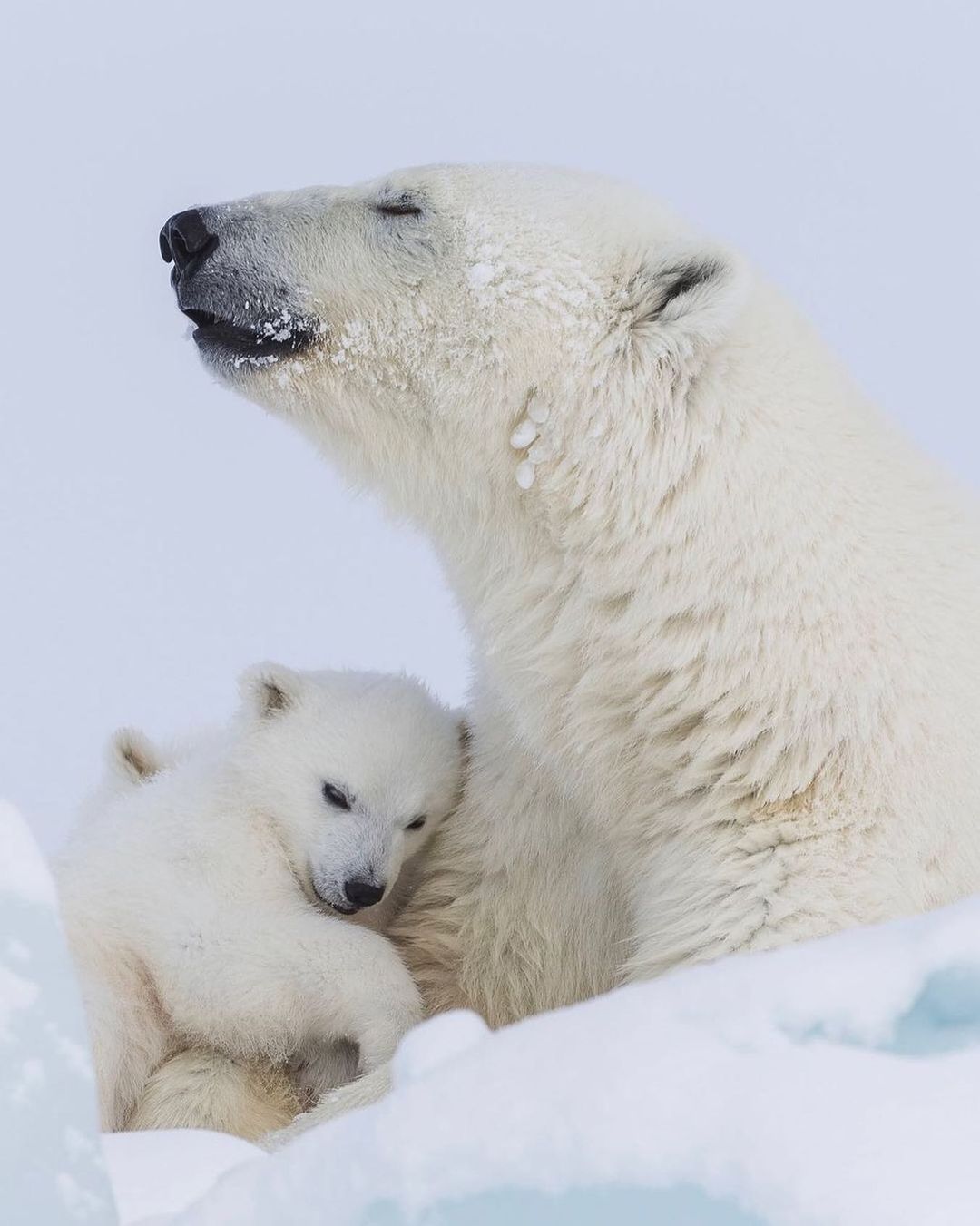 polarbear_dailyshow@instagram on Pinno: Snuggle~credit: @beyer_photo ...