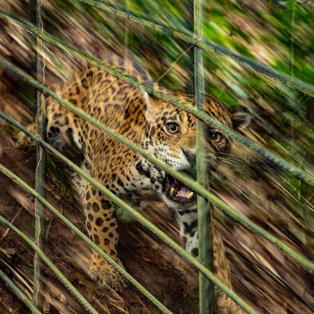 Животные нат гео вайлд. Nat geo Wild. Нат Гео вайлд большие кошки хищники. Нат Гео вайлд Северная Америка. Nat geo Wild photo.