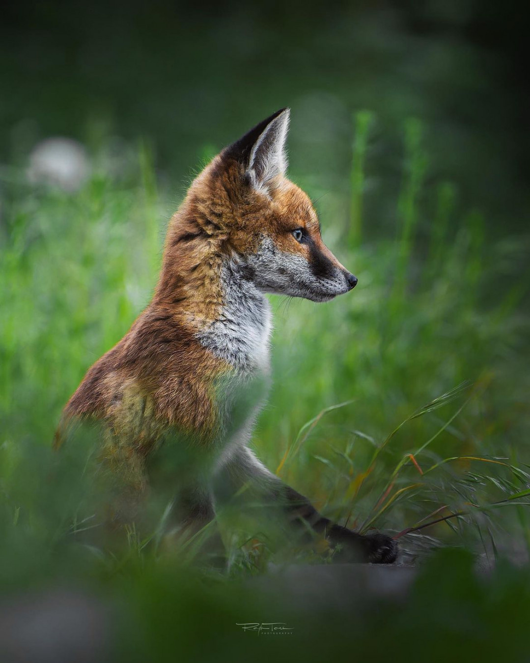 foxeshukinstagram on Pinno Ich weiß noch ganz genau wie der Kleine