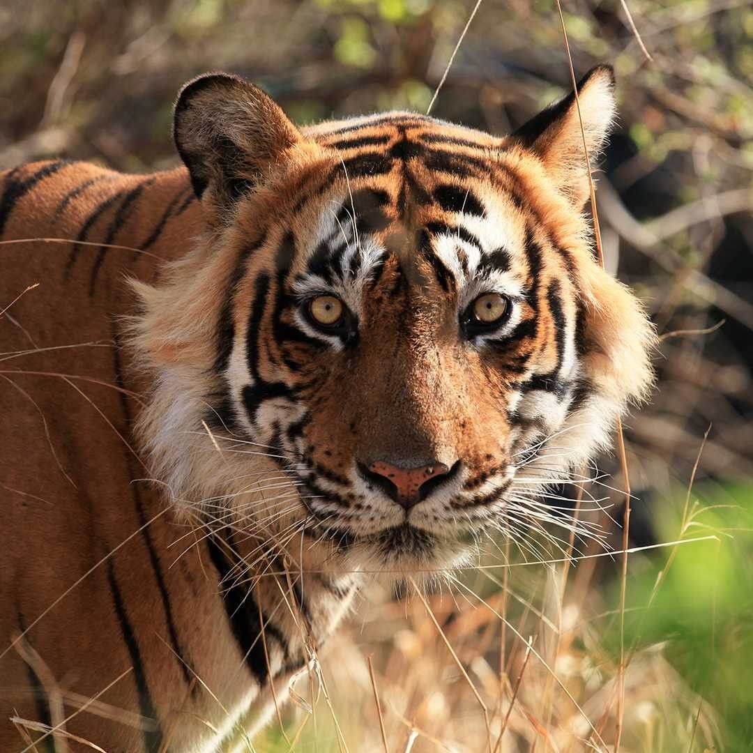 natgeoindia@instagram on Pinno: Celebrate the beauty of our wild, the po...