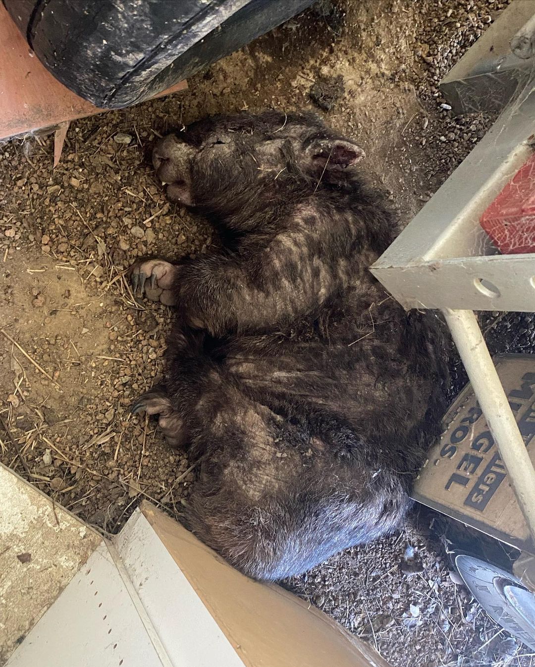 wombat_rescue@instagram on Pinno: Our beloved Dutch has had a setback ...