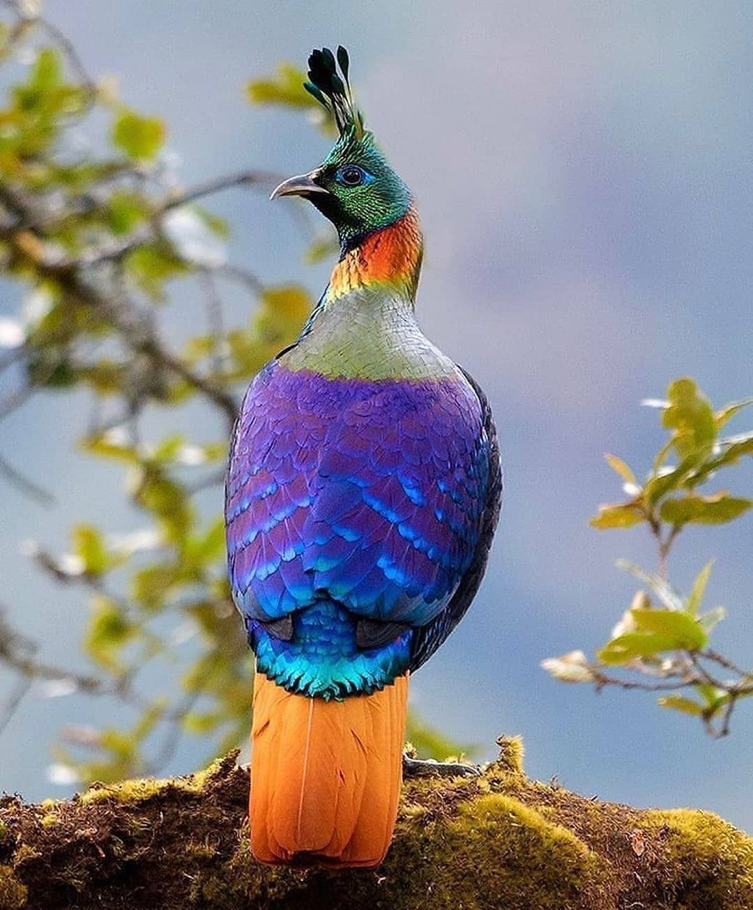 animalfestiva@instagram on Pinno: The Stunning plumage of the Himalayan  mo...