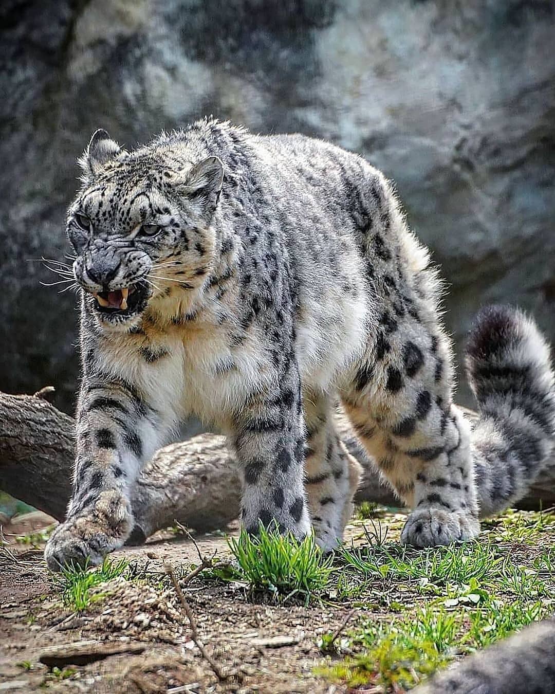 animalsplanetnow@instagram on Pinno: The beautiful snow leopard 