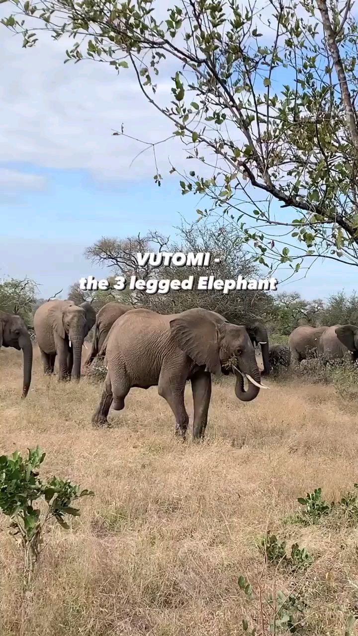 three legged elephant