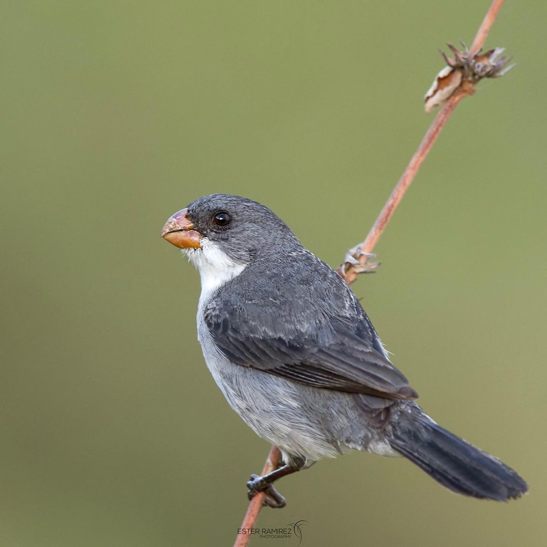 Chorão - eBird