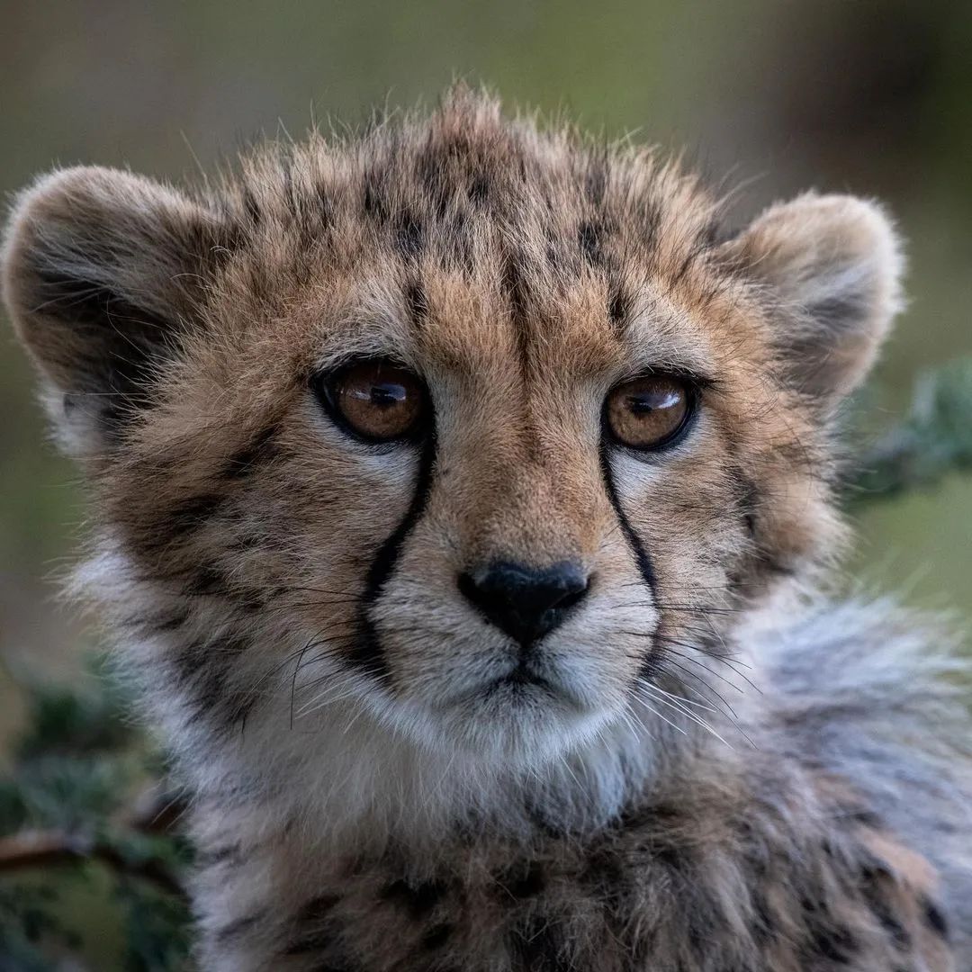 geosafaris@instagram on Pinno: Beautiful cheetah cub of Kulete, Naboish...