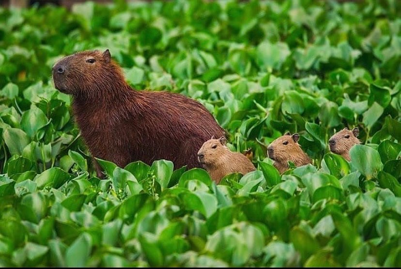 Cutestcapybarainstagram On Pinno Capy Paste Arent They Cute 🥰