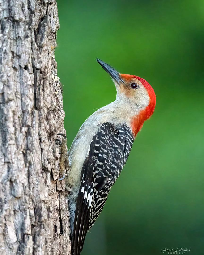 robert.s.parker@instagram on Pinno: Male Red-bellied Woodpecker taken ...