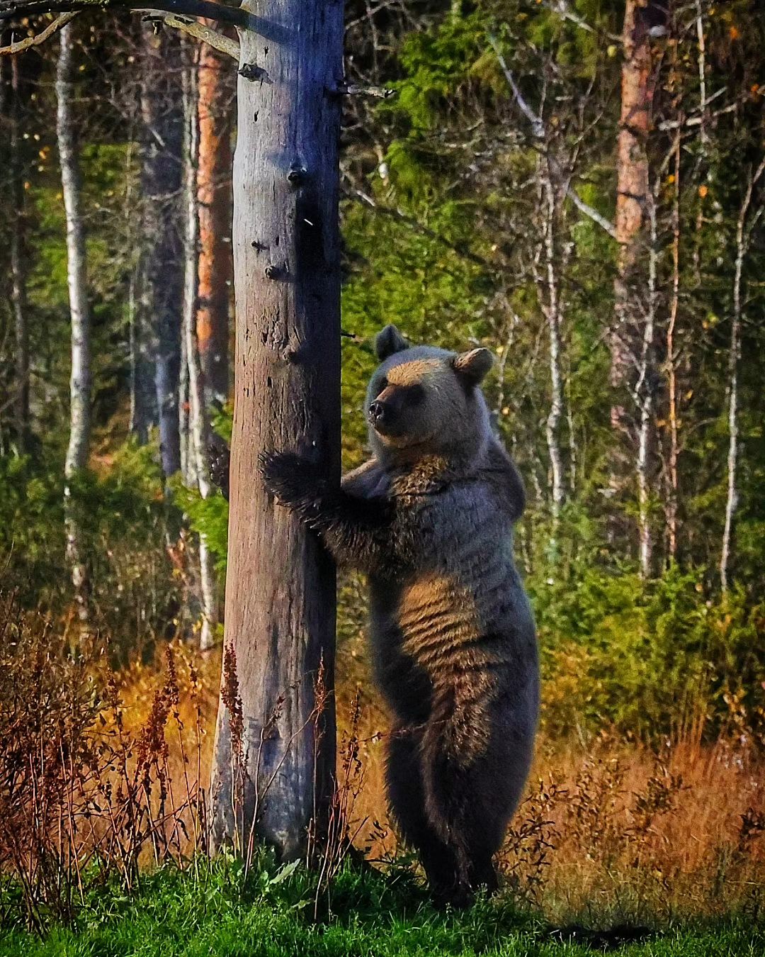 Finnishtime@instagram On Pinno: Nalle 🐻 ★ ★ #wildanimals #wildlife #wild