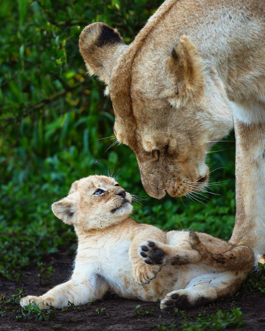 sachin_rai_photography@instagram on Pinno: This cub refused to go ...