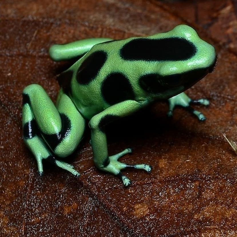 _j_u_n_g_l_e@instagram Pinno: Poison are small toxic frog...