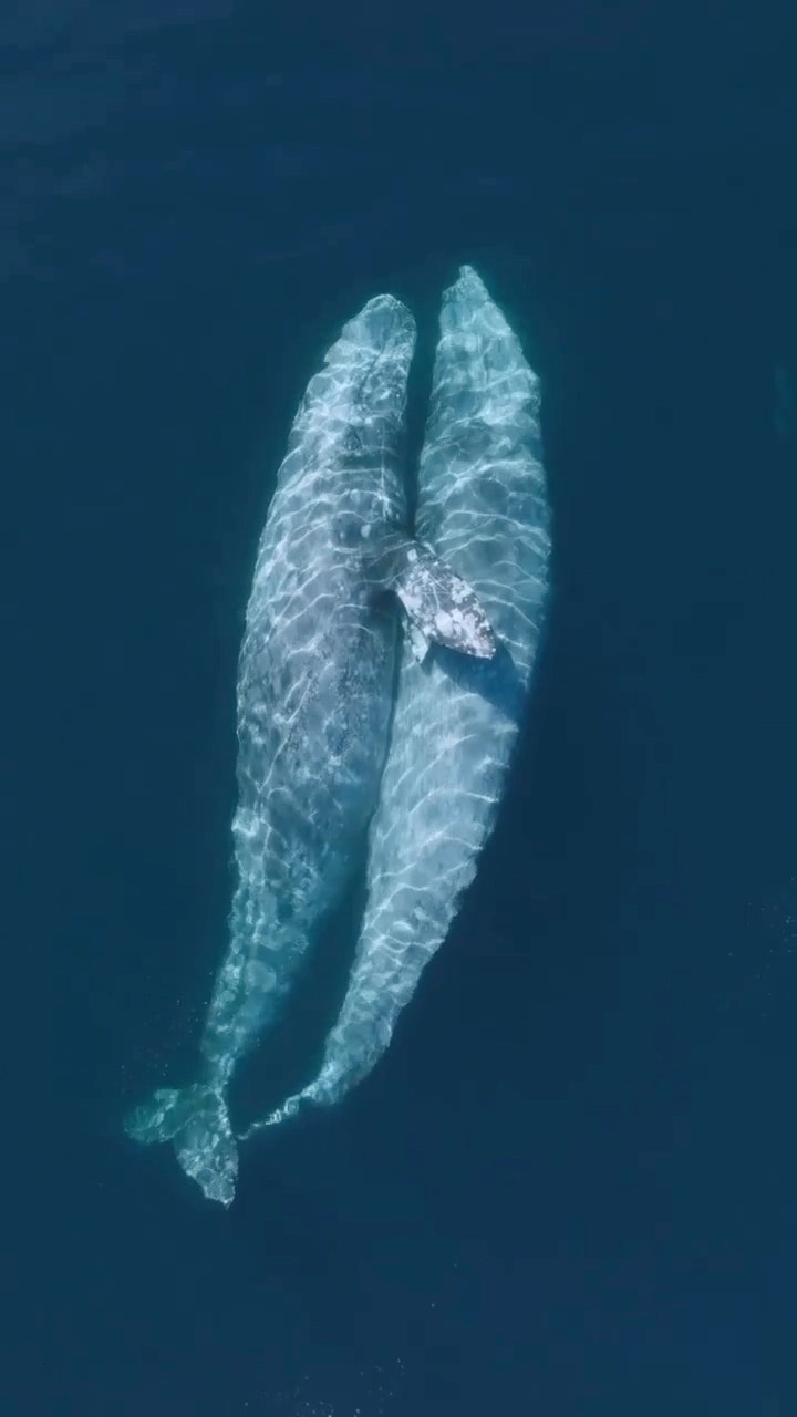 discover_whales@instagram on Pinno: Whale hugs! Tag a #whale lover 🐋💙🐋