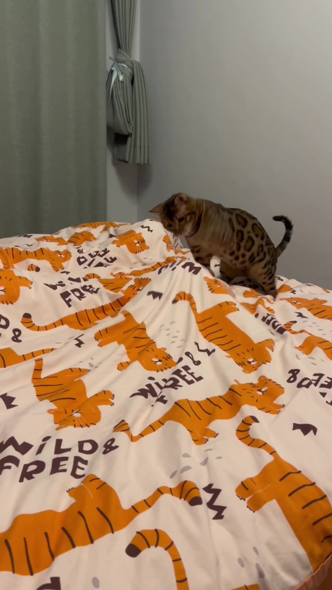 lovelycute_babytiktok on Pinno Kung fu cat cat catsoftiktok