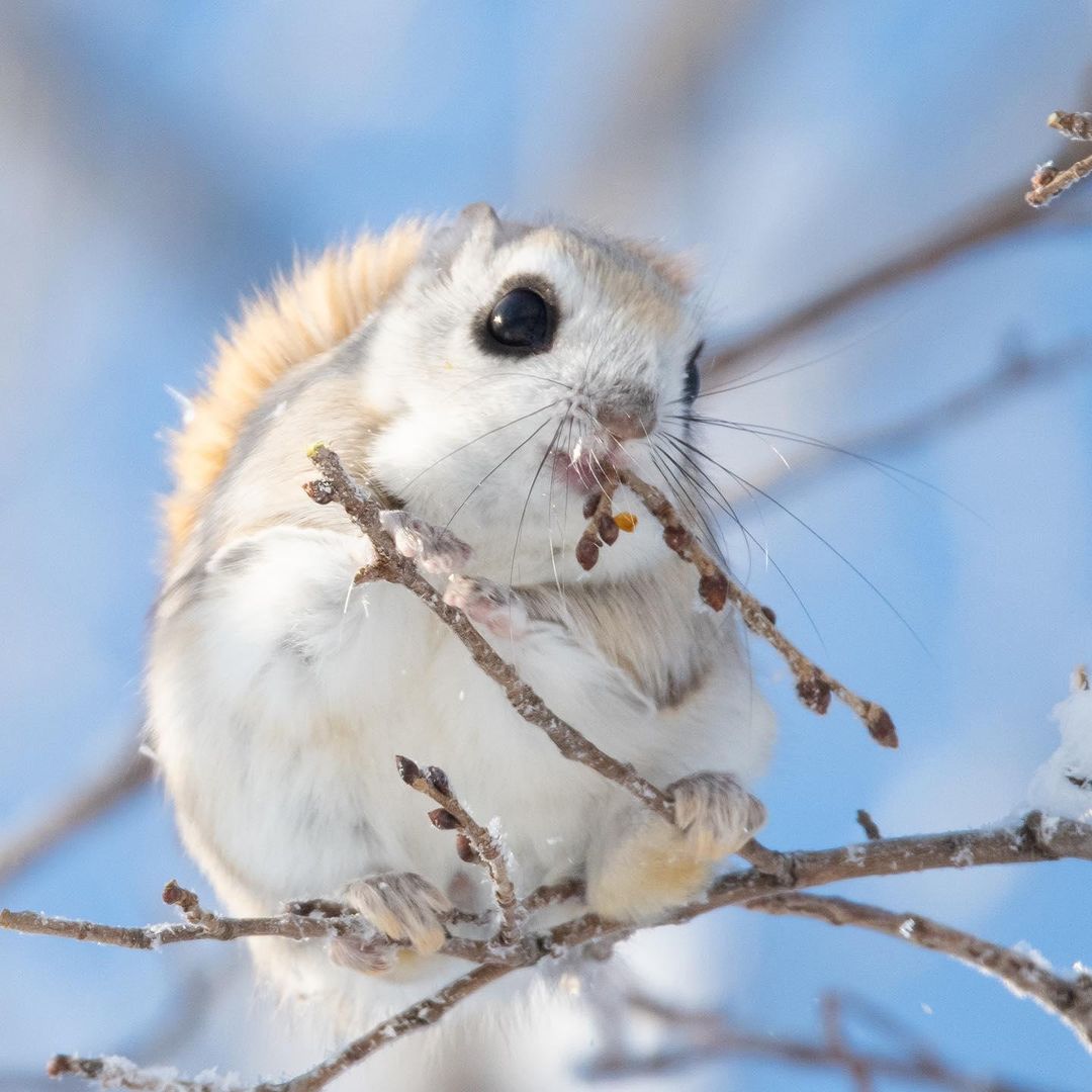 bbcearth@instagram on Pinno: Cuteness level = unmeasurable 😊⁣⁣ ⁣⁣ Ja...