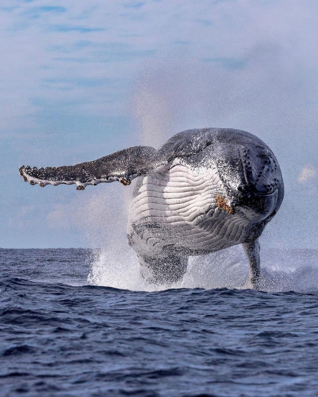 Discover Whales Instagram On Pinno Leaping Giants Which Photo Is