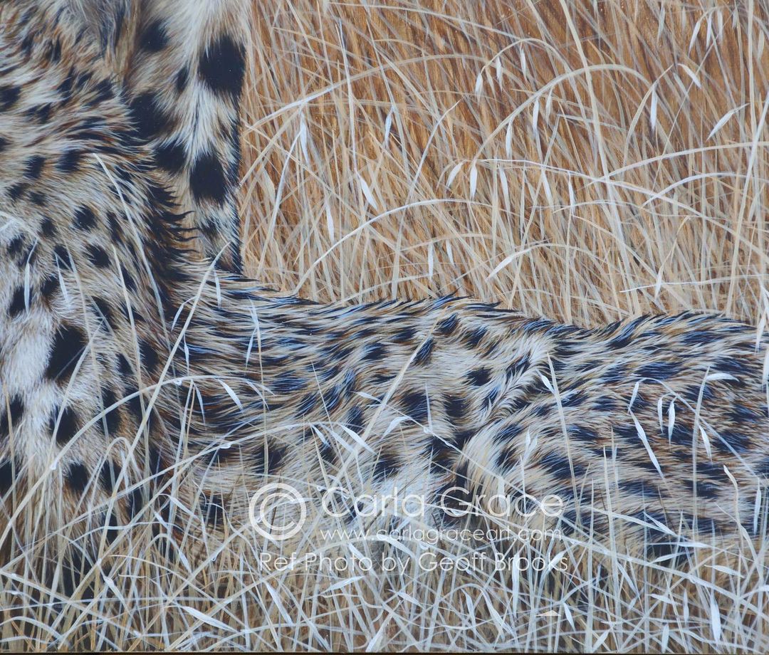 carla_grace_artinstagram on Pinno Throw back to two elderly cheetahs I pai...