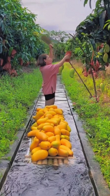 naturesms@instagram on Pinno: Jinhuang mango tastes very delicious.🧡 ...