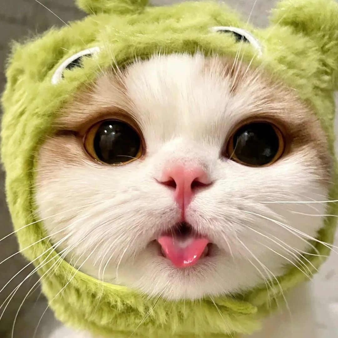 sewinstyle121@instagram on Pinno: Do you like cat? ️ ️ Follow @kitty ...