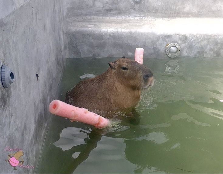 capybara swimming pool