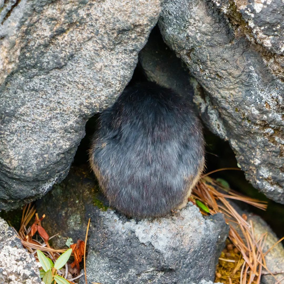 Yujitokurainstagram On Pinno エゾナキウサギjapanese Pika 頭かくして尻かくさず ナキウ