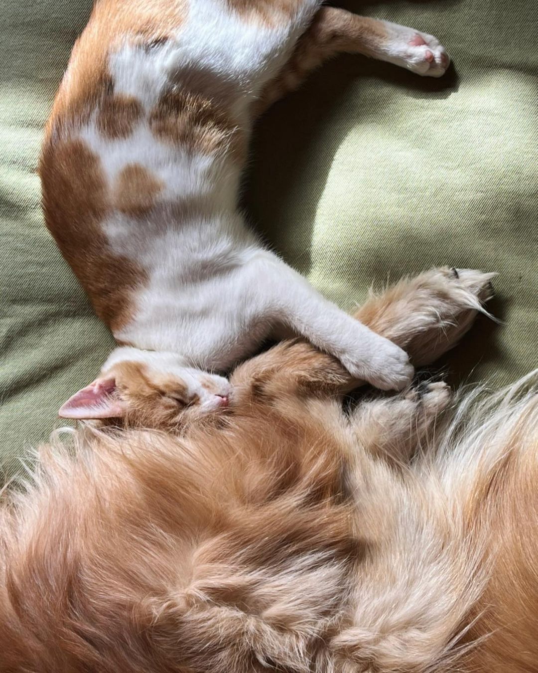 Snowhoney3ohagi Instagram On Pinno その後のちびた通信 ちびた 犬のおにいさんの足に しがみついて寝るの図 そして