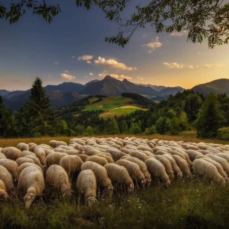 slovakwild@instagram on Pinno: Zázrivské pasienky 🐑🐑 🌲 @jozef_sadecky...