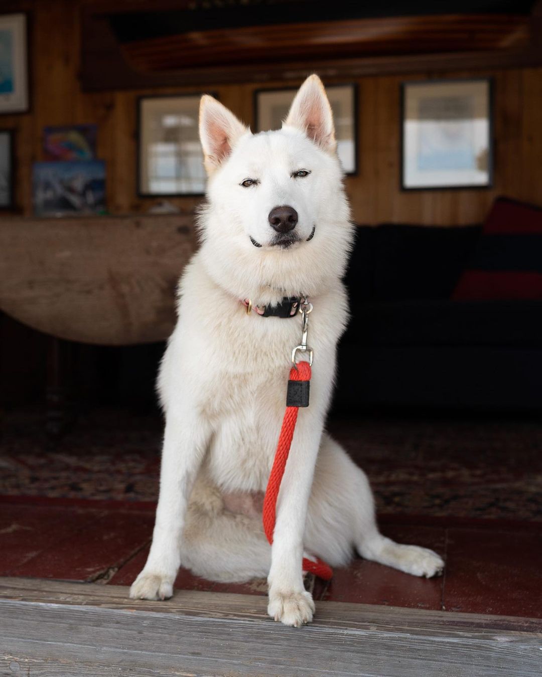 samoyed husky mix