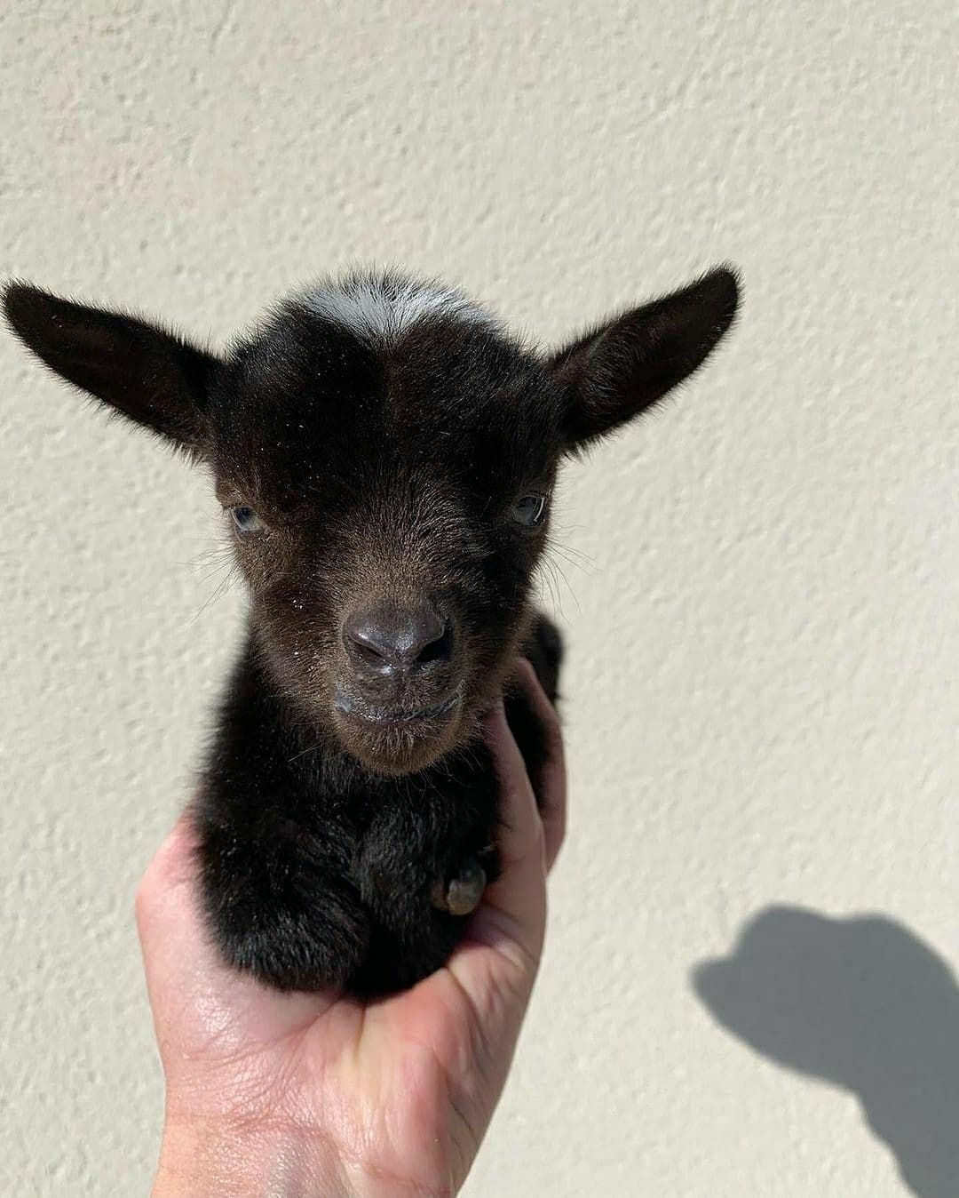 GOAT (@goat) • Instagram photos and videos