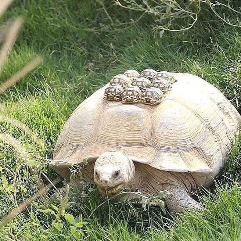 wildlifeownersinstagram on Pinno 10 handsome turtles! Tag a friend