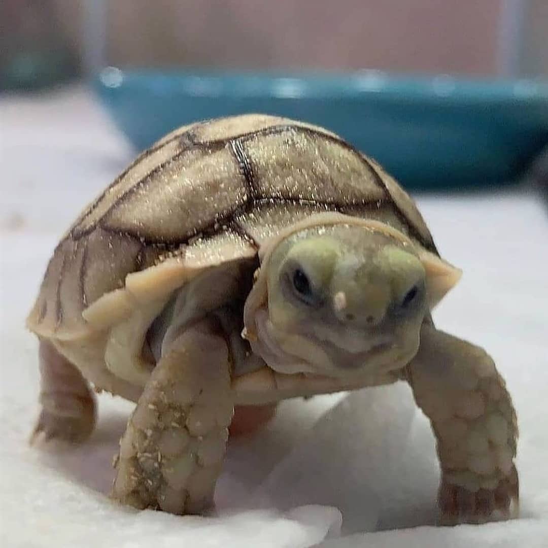 wildlifeownersinstagram on Pinno 10 handsome turtles! Tag a friend