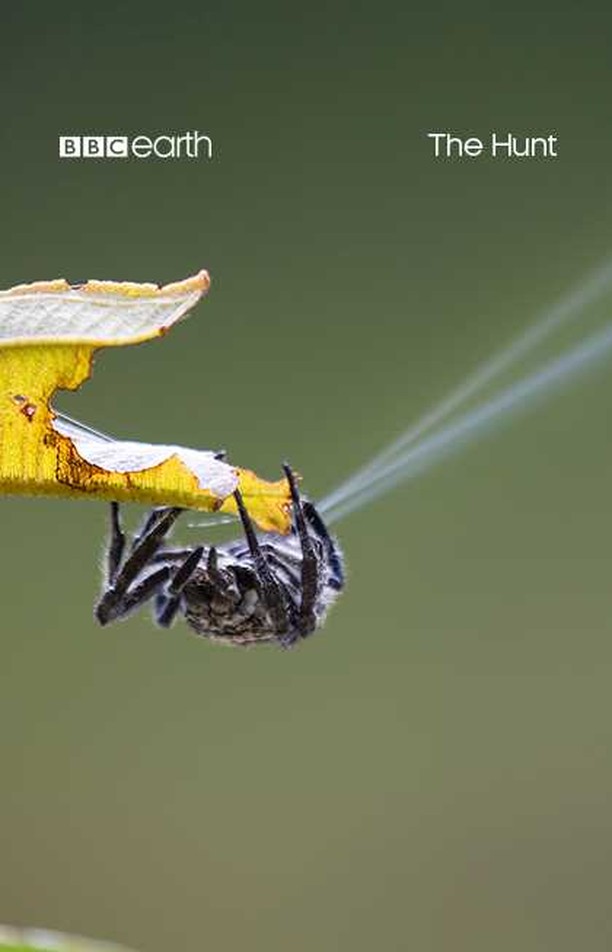 bbcearthinstagram on Pinno The silk of the Darwin’s bark spider is