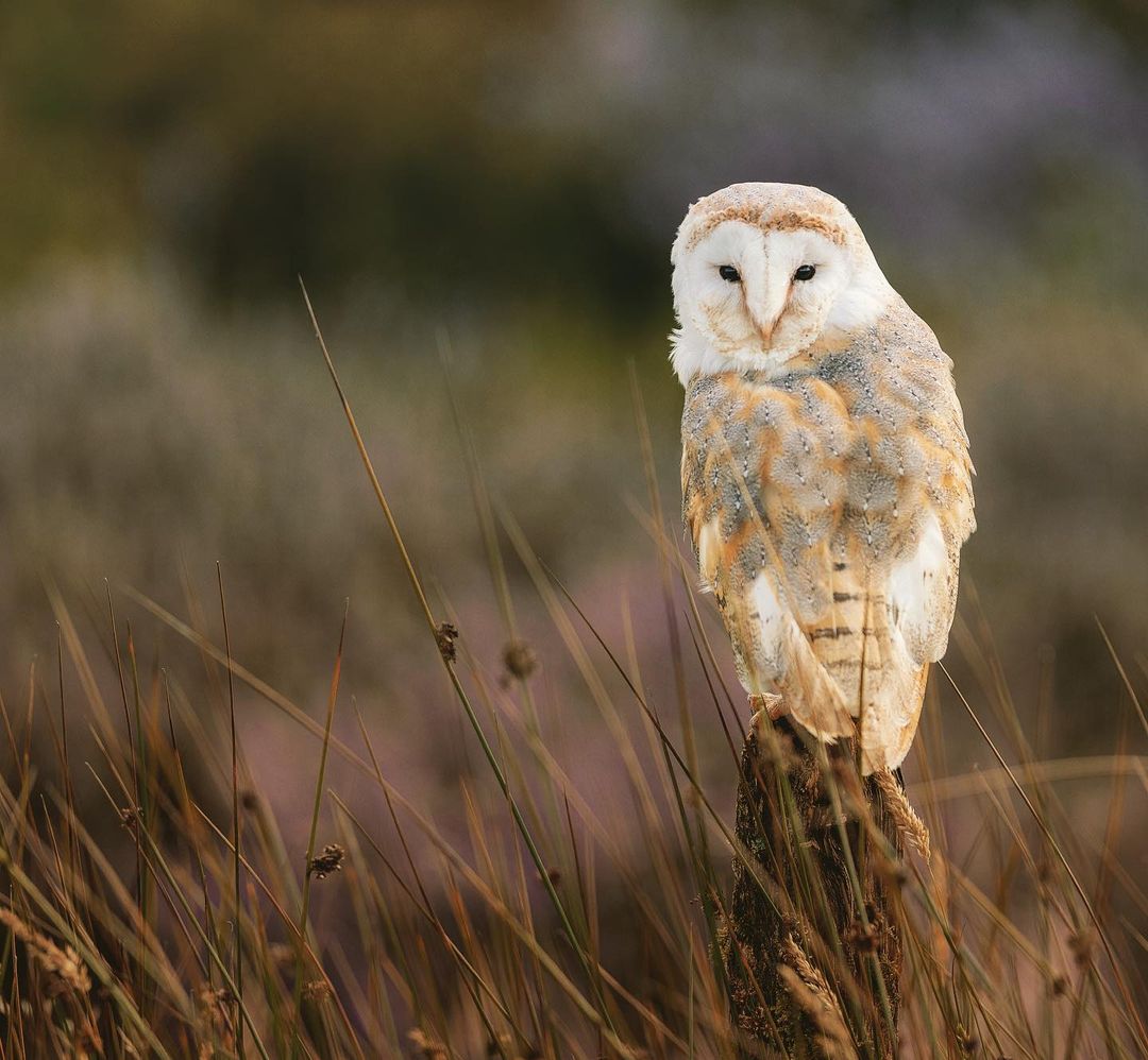 wossa_price@instagram on Pinno: Barn owl … #creative_wildlife #birdlife ...