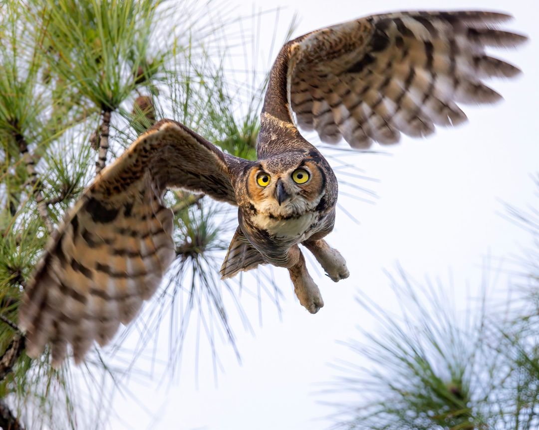 htleephotography@instagram on Pinno: Female Great Horned Owl lifts off ...