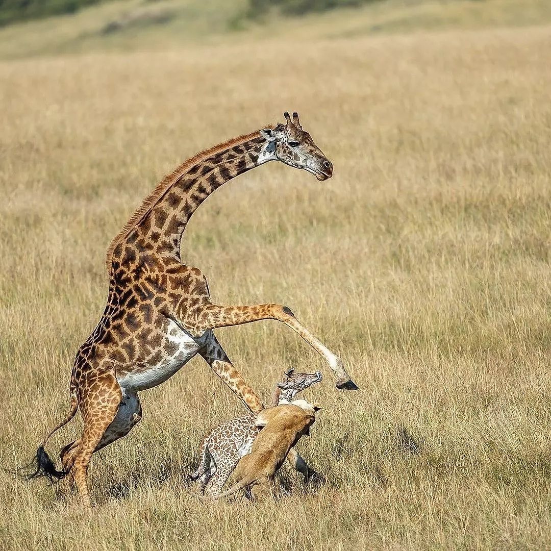 giraffes kicking