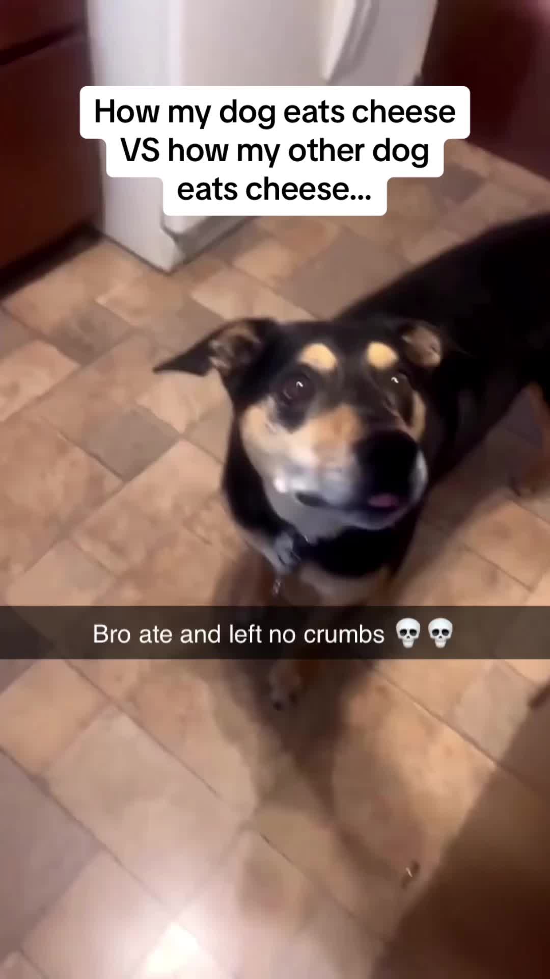 memezartiktok on Pinno Bro invented the cheese tax 🧀🤣🤣 Memezar...