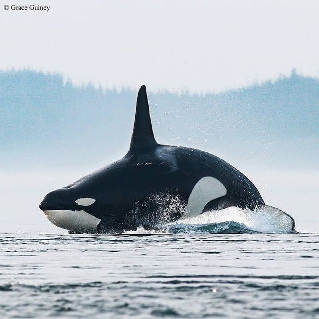 Discover Whales Instagram On Pinno Caption This Wildforwhales   143787