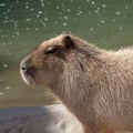 ilove.capybara@instagram on Pinno: What kind of song should the capy ...